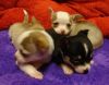 Chihuahua puppies Ready