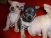 Adorable Chihuahua Puppies For Adoption