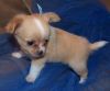 Charming Two Chihuahua Puppies Ready