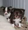Gorgeous Male And Female Chihuahua Puppies.