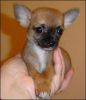 male and female chihuahua pups for free adoption
