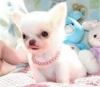 Chihuahua Puppies for Sale600