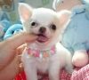 Cute Female Chihuahua For Sale $600.00