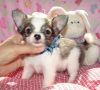 $300, Male And Female Chihuahua Puppies