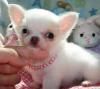 Gift Toy Chihuahua Tilgjengelige