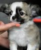 Stunning Long Coat Chihuahua puppy for sale