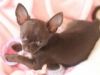 Pure breed chihuahua puppies for sell