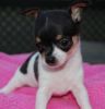 cute male chihuahua Puppy for sale