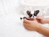 Tiny teacup chihuahua puppies for sale now