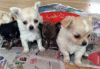 Chihuahua Puppies Free to Good Homes