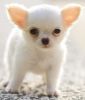 Gorgeous Chihuahua Puppy
