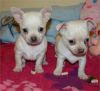 male and female chihuahua puppys.