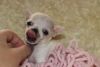 Beautiful White Chihuahua Pups for sale