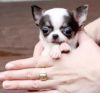 Beautiful Chihuahua Puppies (xxx) xxx-xxx7