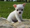 Full Pedigree Chihuahua Puppy's