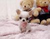Micro Tiny Chihuahua Puppies