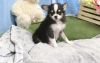 Pedigree Chihuahua Puppies for Sale