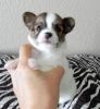 Cute And Good Looking Tea-cup Chihuahua