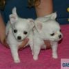 Two chihuahua puppies for adopcion .