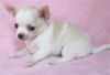 Awesome male and female chihuahua puppies