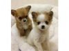 3 lovely chihuahua puppies