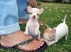 Tamed Tea Cup Size Chihuahua Puppies