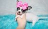 Tiny Teacup Longhair Chihuahua Puppies For Sale