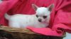 Chihuahua Puppies Now Ready