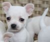chihuahua puppies both male and female available