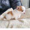 Beautiful Chihuahua Pups For Sale