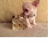 Tiny Male Kc Reg Chihuahua Puppy