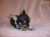 Micro Tiny Kc Registered Chihuahua Male Puppy