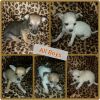 CKC Registered Tiny Male Chihuahua Puppies