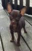 Chihuahua Male Puppy CKC Registered