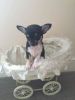 Beautiful Kc Registered Chihuahua Boy