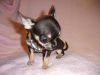Micro Tiny Kc Registered Chihuahua Male Puppy