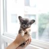 Gorgeous Tea cup Chihuahua puppies ready