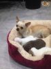 Beautiful Tiny Smoothcoat Chihuahua Puppys