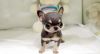 Well Trained chihuahua Puppies available and ready now