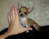 Extremely Tiny AppleHead Chihuahua Female