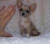 Extremely Tiny AppleHead Chihuahua Female. Approx. 3lbs Full Grown