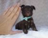 Extremely Tiny AppleHead Chihuahua Male Approx 3lbd Full Grown