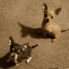 Tiny Chihuahua