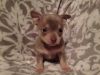 Stunning Tiny Chihuahua