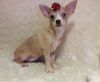 Gorgeous Chihuahua Female with one Blue, one Brown Eye!