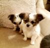 Fully Vaccinated / Quality Chihuahua Puppies.