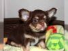 MEET ZANE Teacup Chihuahua puppy
