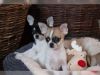 MEET BANDIT - Male Chihuahua Puppy