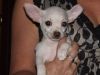Precious Male Chihuahua Puppies Available for Easter!( emilialynn2@gma