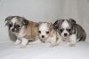 Kc Reg Longcoat Chihuahua Puppies